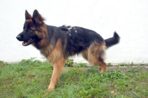 Pretty Diana 6