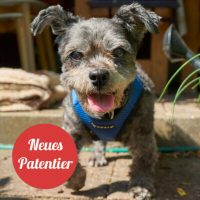 Patenhund * Snoopylein