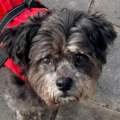 Patenhund * Snoopylein