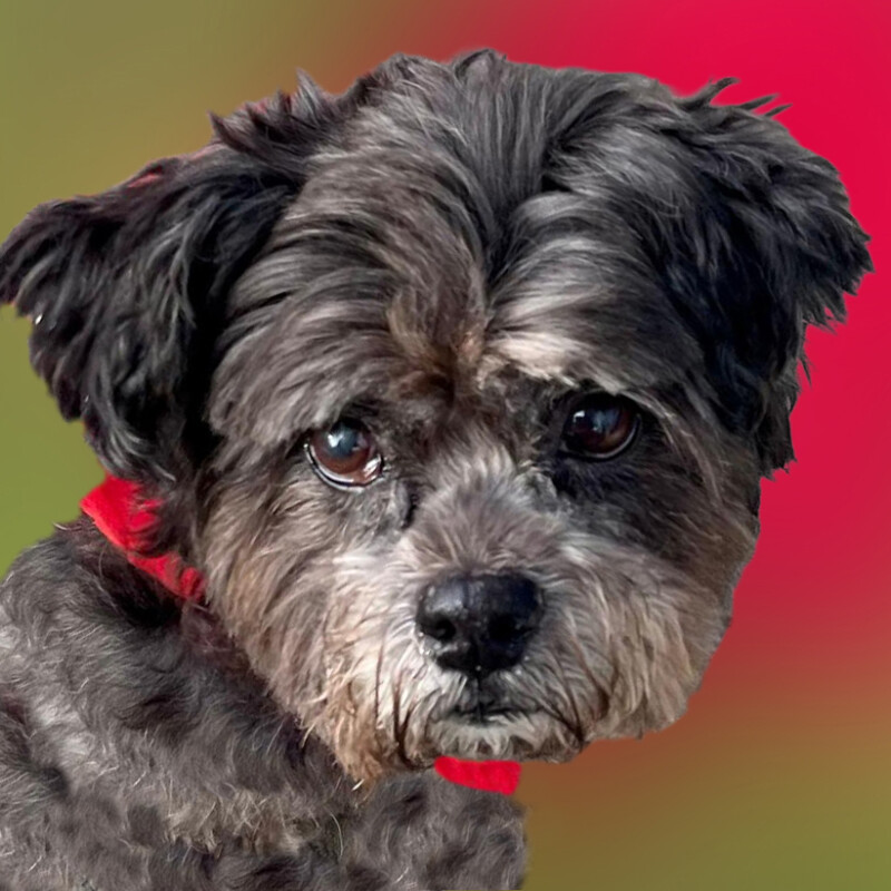 Patenhund * Snoopylein