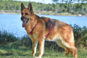 Bruna 11