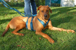 Cadillac 41 Cadillac 41