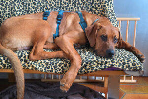 Cadillac 42 Cadillac 42