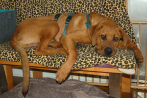 Cadillac 43 Cadillac 43