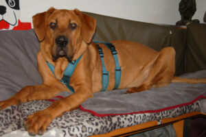 Cadillac 44 Cadillac 44