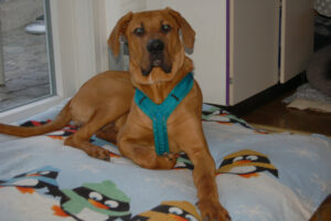 Cadillac 50 Cadillac 50