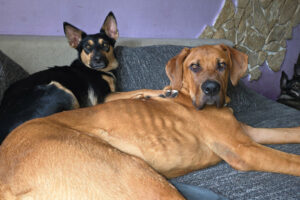 Cadillac 52 Cadillac 52