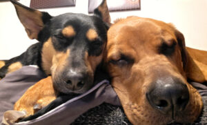 Cadillac 53 Cadillac 53