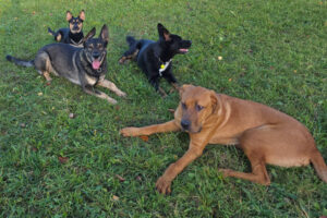 Cadillac 54 Cadillac 54