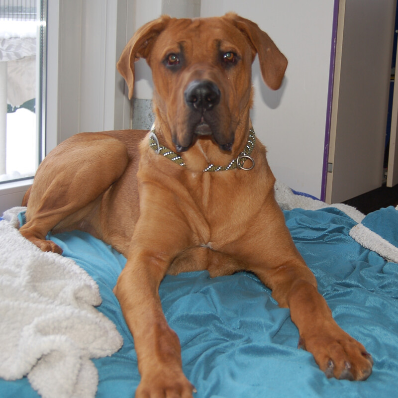 Cadillac 55A Cadillac 55A