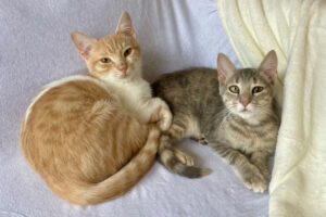 Calvi Und Nala 2
