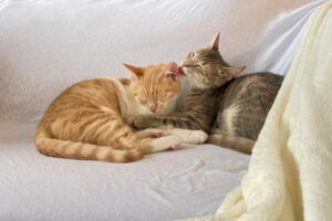 Calvi Und Nala 3