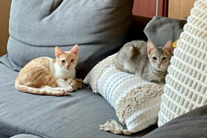 Calvi Und Nala 5