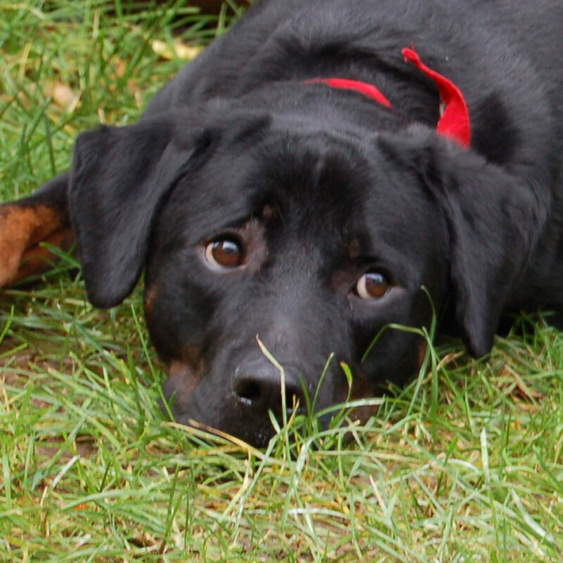 Chopper – mit Video