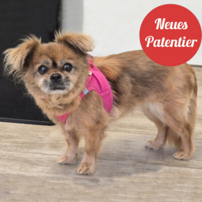 Patenhund * Lillet