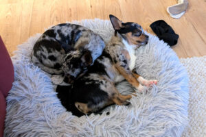 Little Tim 11 (rechts)