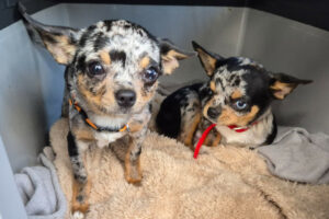 Little Tim 5 (rechts)