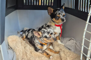 Little Tim 6 (hinten)