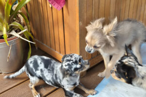Little Tim 15 (links) Mit Klein Tommy