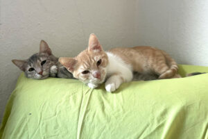 Nala Und Calvi 1