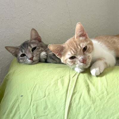 Nala und Calvi  – junges Katzen-Duo sucht gemeinsames Zuhause mit Freigang