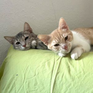 Nala Und Calvi 1A