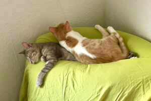 Nala Und Calvi 4