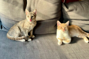 Nala Und Calvi 6