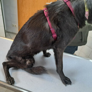 2025 12 01 Patientenbericht Rike 3A 2025 12 01 Patientenbericht Rike 3A