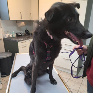 2025 12 01 Patientenbericht Rike 4A 2025 12 01 Patientenbericht Rike 4A