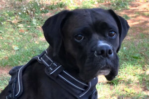 Black Abby Black Abby