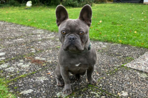 French Oskar 1 French Oskar 1