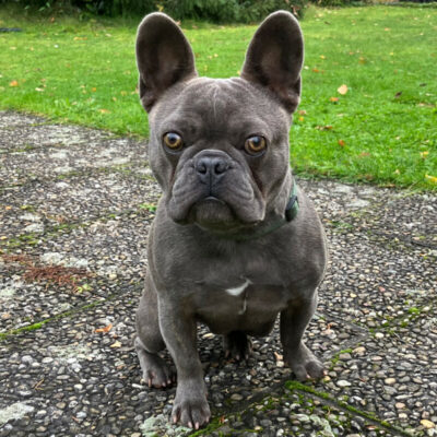 French Oskar – mit Ahnentafel