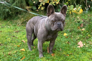 French Oskar 2 French Oskar 2