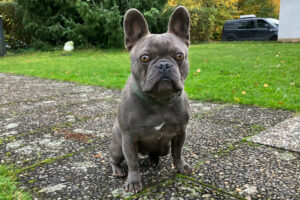 French Oskar 3 French Oskar 3