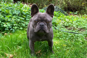 French Oskar 4 French Oskar 4