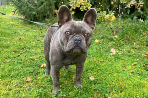 French Oskar 5 French Oskar 5