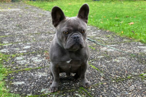 French Oskar 6 French Oskar 6