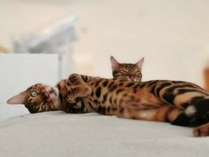 Simba Und Felix 1 Simba Und Felix 1