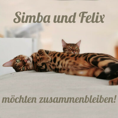 Simba und Felix – werden nur gemeinsam vermittelt!