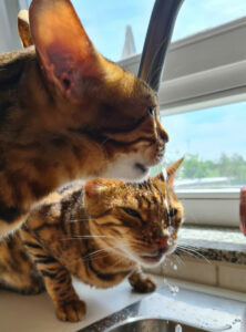 Simba Und Felix 2 Simba Und Felix 2