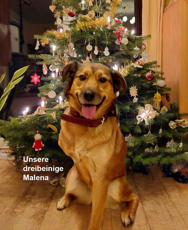 “Wünsch-Dir-Was”- Weihnachtsbäume zugunsten der Tierhilfe Franken e.V.