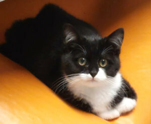 Zaubermaus 1 Zaubermaus 1