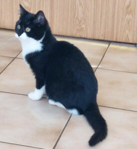 Zaubermaus 2 Zaubermaus 2