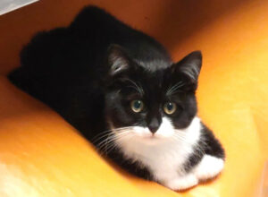 Zaubermaus 4 Zaubermaus 4