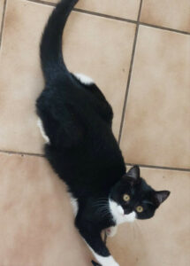 Zaubermaus 5 Zaubermaus 5