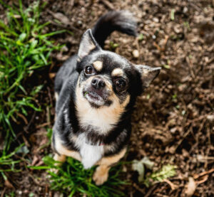 Dobby Neu 10 Dobby Neu 10