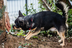 Dobby Neu 12 Dobby Neu 12