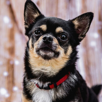 Dobby Chi – Mit Video vom 01.10.2026