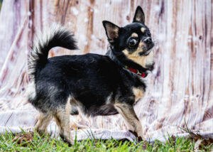 Dobby Neu 3 Dobby Neu 3